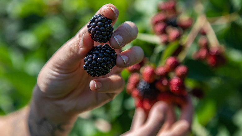 Harvesting blackberries