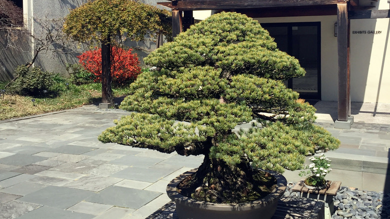 Bonsai at U.S. National Arboretum