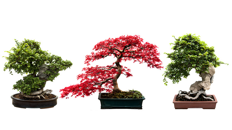 Trio of bonsai trees