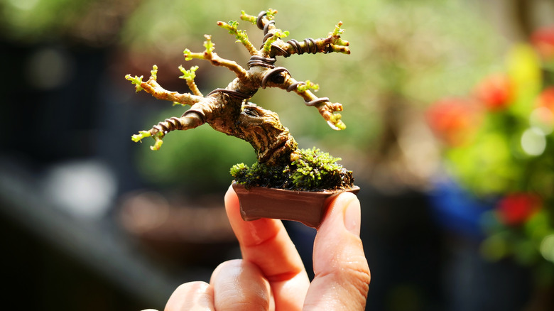 Hand holding up tiny bonsai
