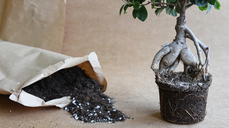 Potting soil and bonsai tree