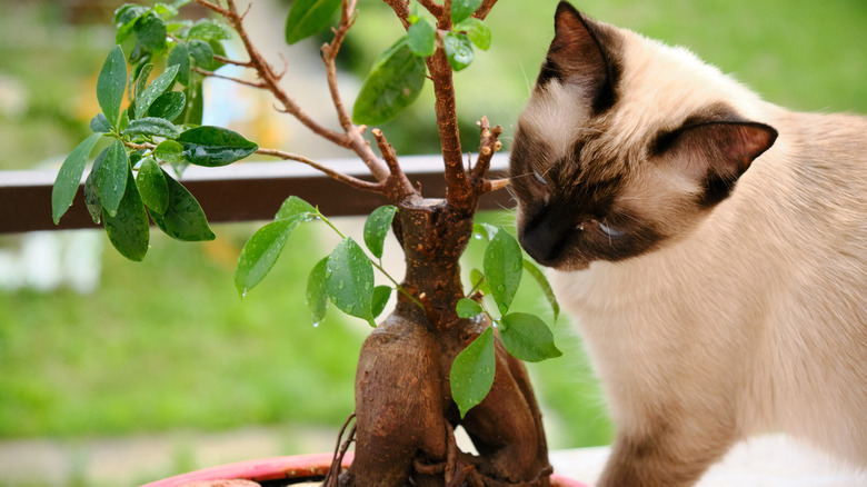 Kitten sniffing bonsai tree