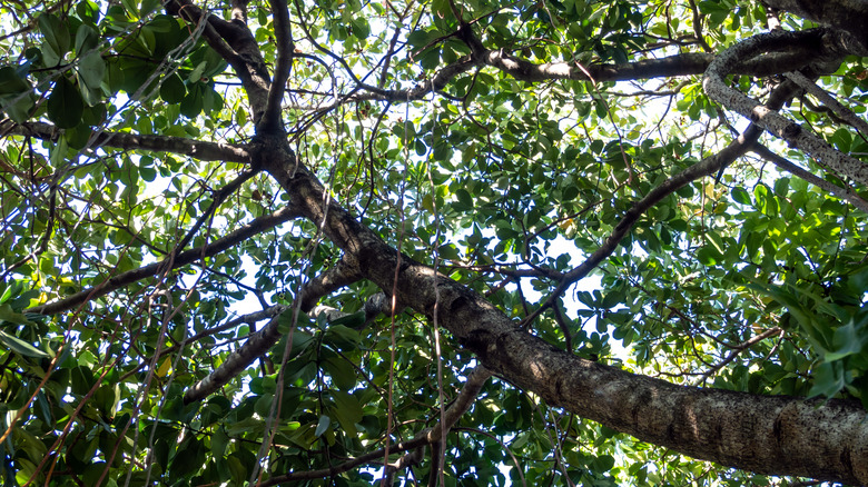 Aerial roots on Clusia tree