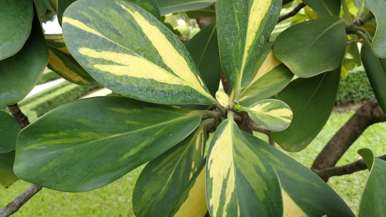 Variegated leaves of Clusia major