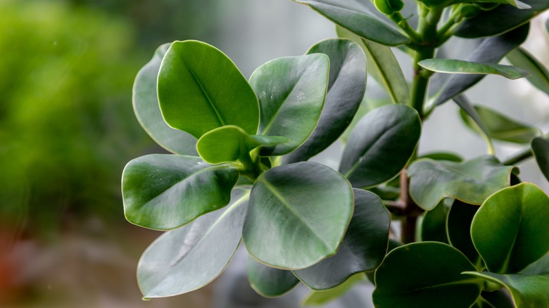 Close up of clusia rosea leaves