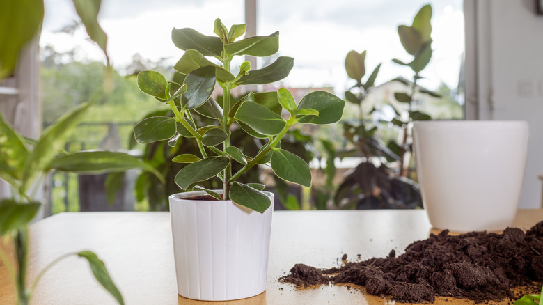 Potted autograph tree with soil