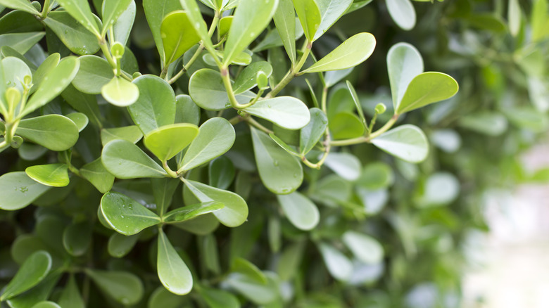 fertilizing your autograph plant the dos and donts