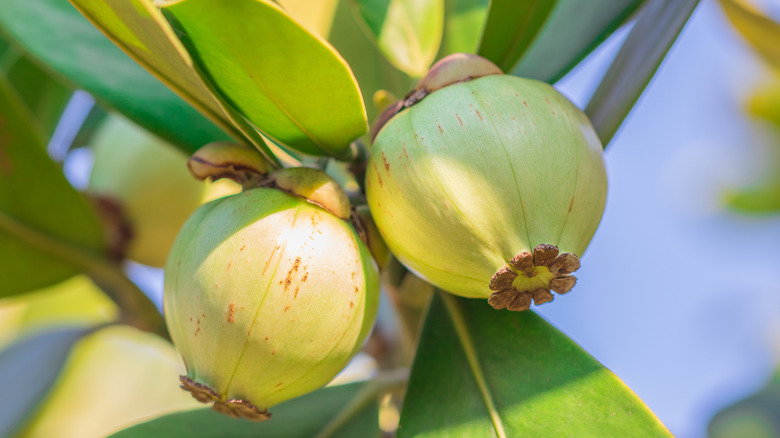 Poisonous Clusia rosea fruit