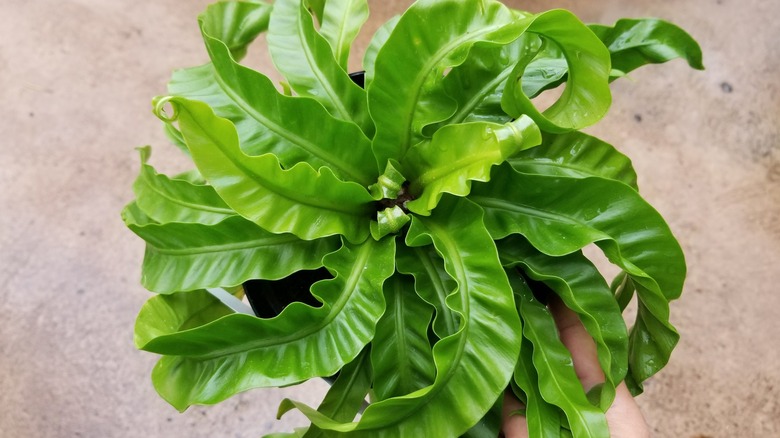 Asplenium hurricane fern