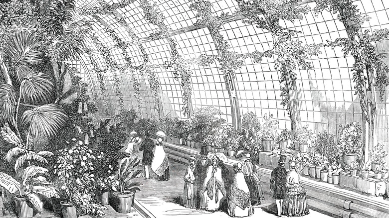 Victorian age glasshouse in Chiswick