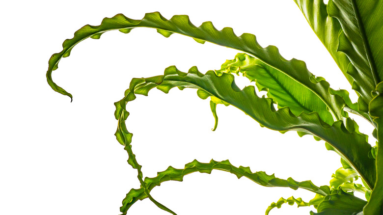 Crispy fern leaves close-up