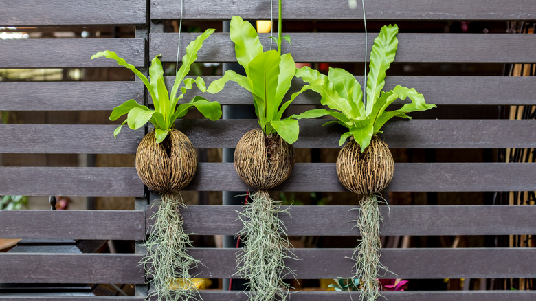 Ferns hanging from coconut planters