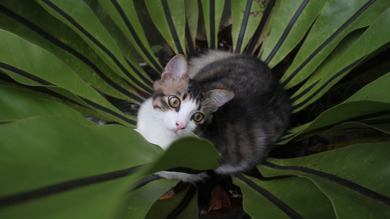 Kitten on leaves of a fern