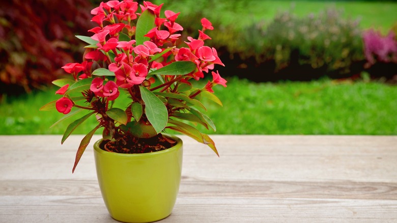 potted crown of thorns plant