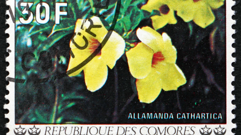 yellow Allamanda vine on stamp