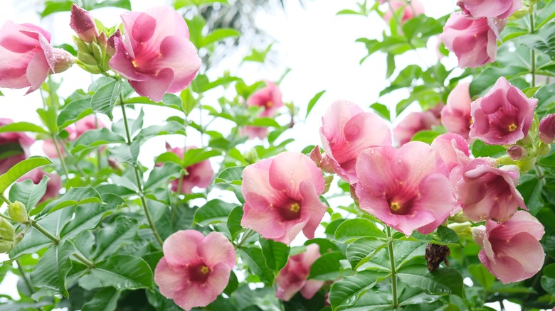 Pale pink Allamanda cathartica