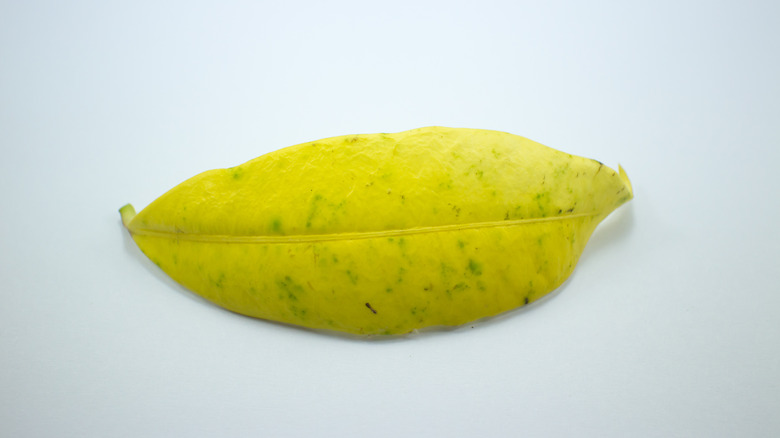 Yellowed Allamanda cathartica leaf