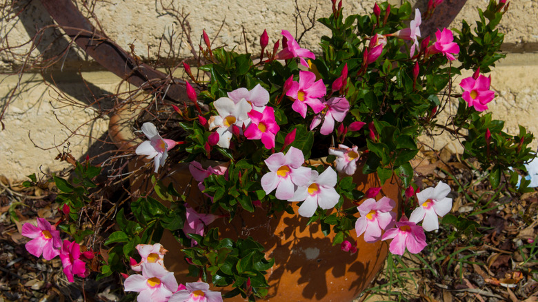 harvesting alamanda plant timing and techniques