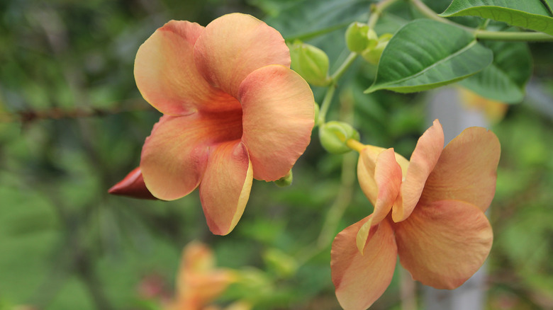 Peach Allamanda cathartica on vine