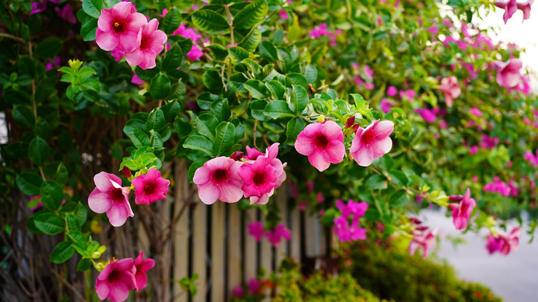 Dark pink Allamanda cathartica