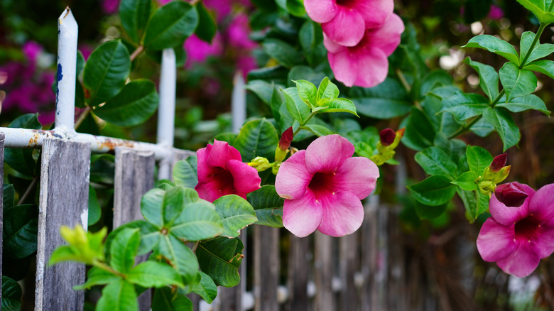 pink Allamanda trained along fence