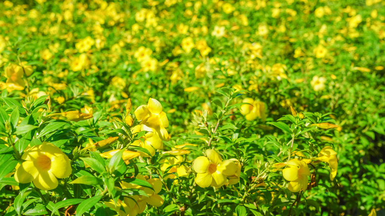 Field of Allamanda cathartica