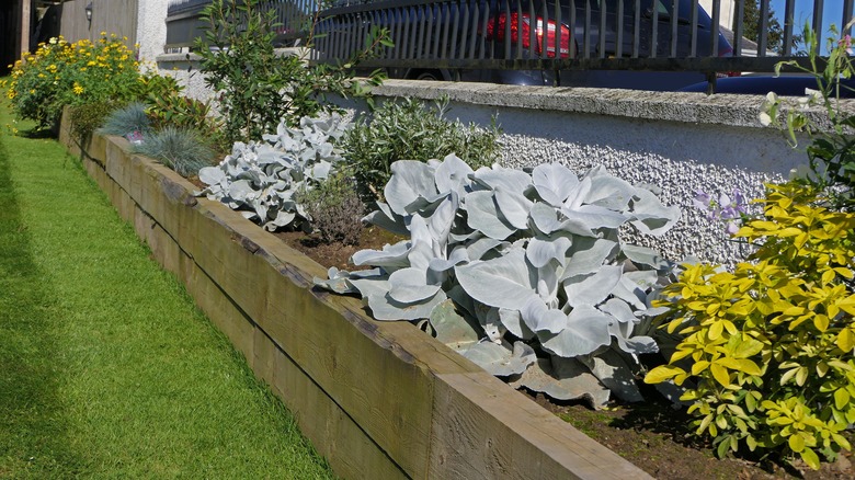 angel wings in raised bed