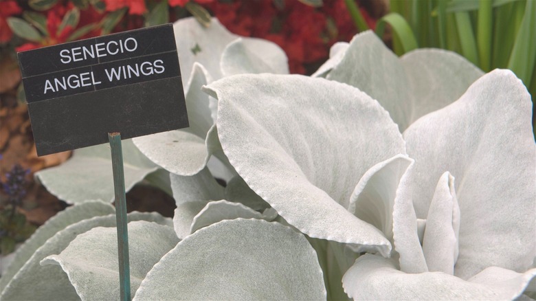 Angel Wings plant at nursery