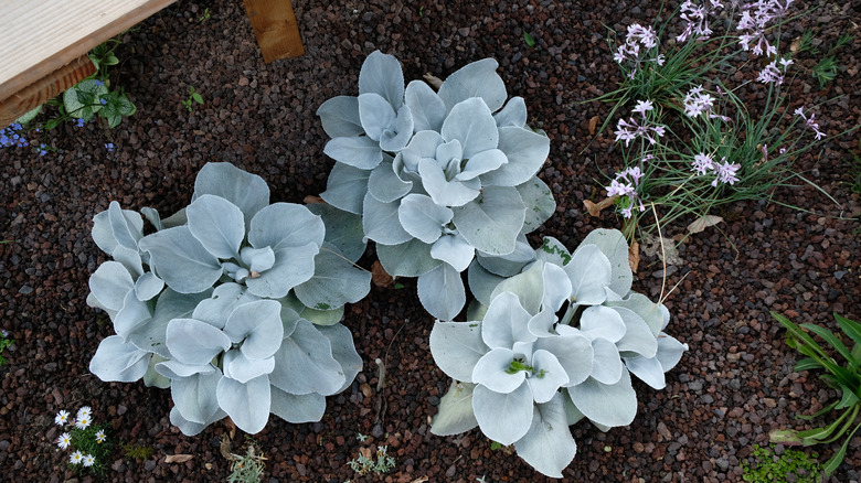 adding gravel to a planter