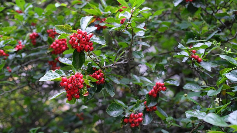 red berries of a hawthorn tree