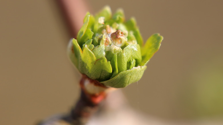 hawthorn bud