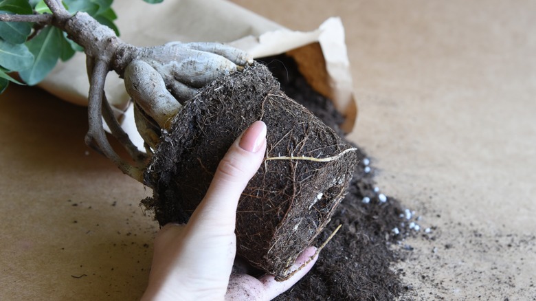 woman repotting a tree