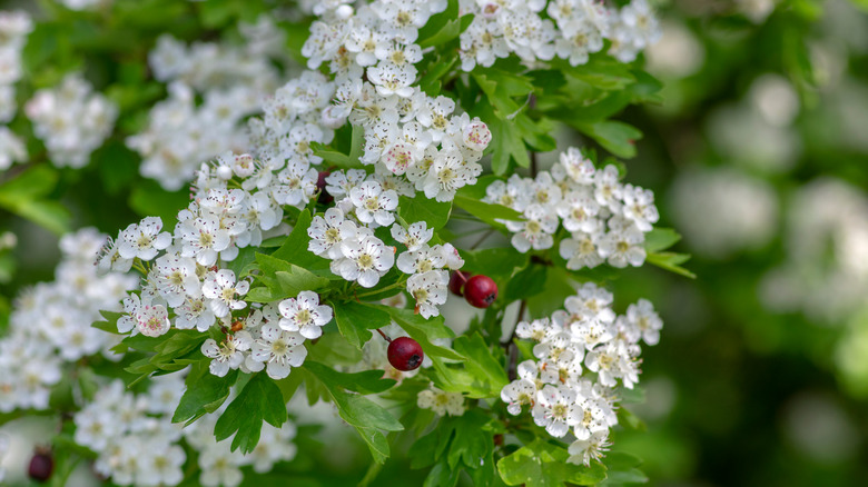 white blossoms of a hawthorn tree