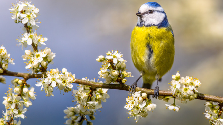 bird on a blossoming hawthorn tree