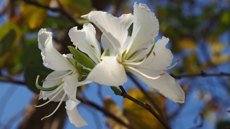 White orchid tree