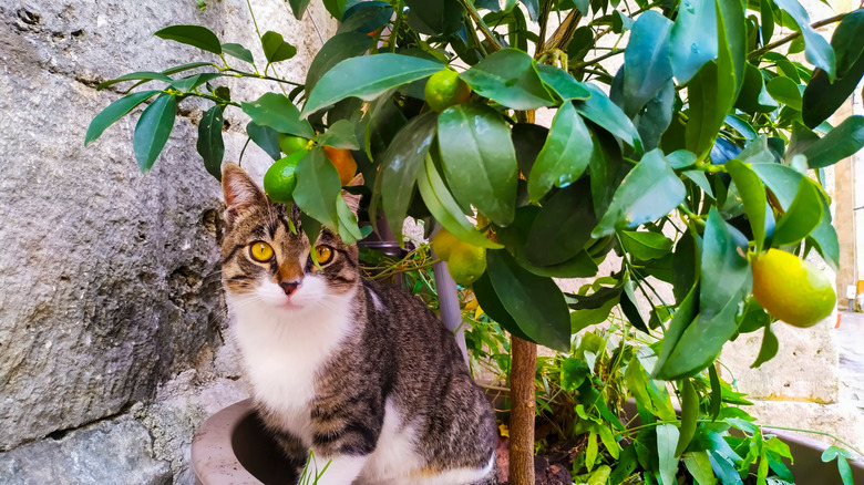 cat under a lemon tree
