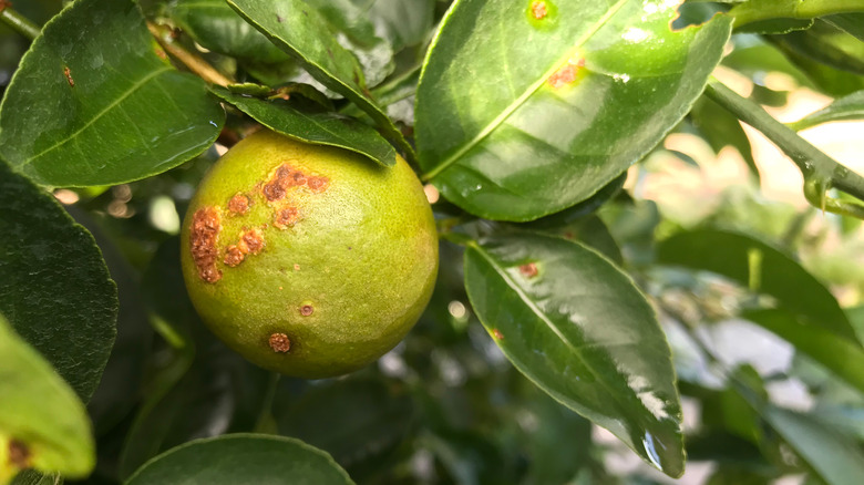 Citrus canker disease