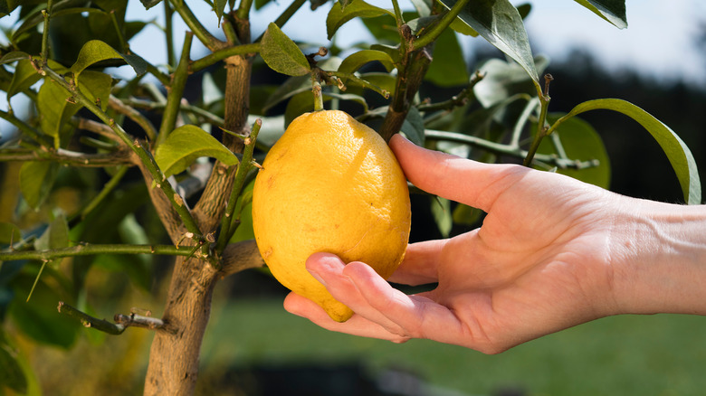 person harvesting Meyer lemon