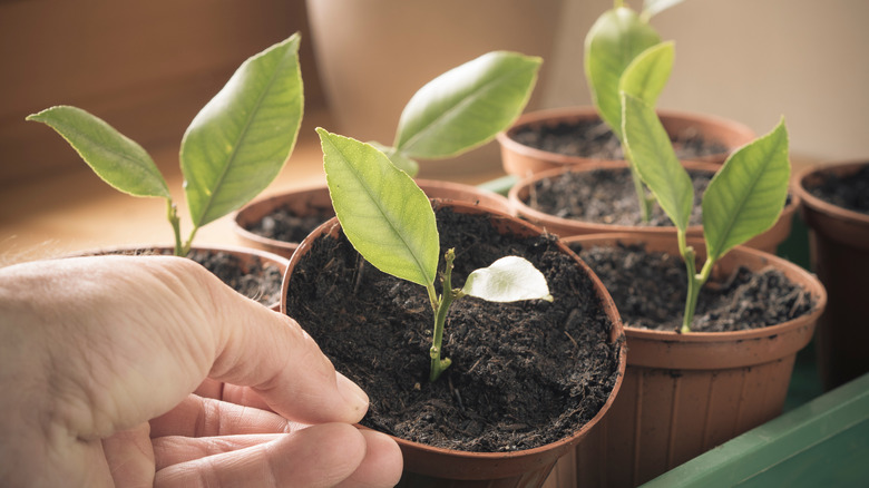 Young Meyer lemon trees