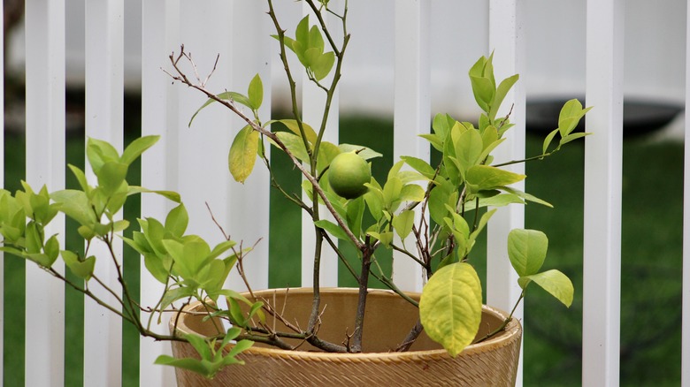 young potted meyer lemon tree