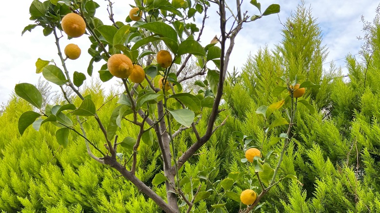 garden grown Meyer lemon tree