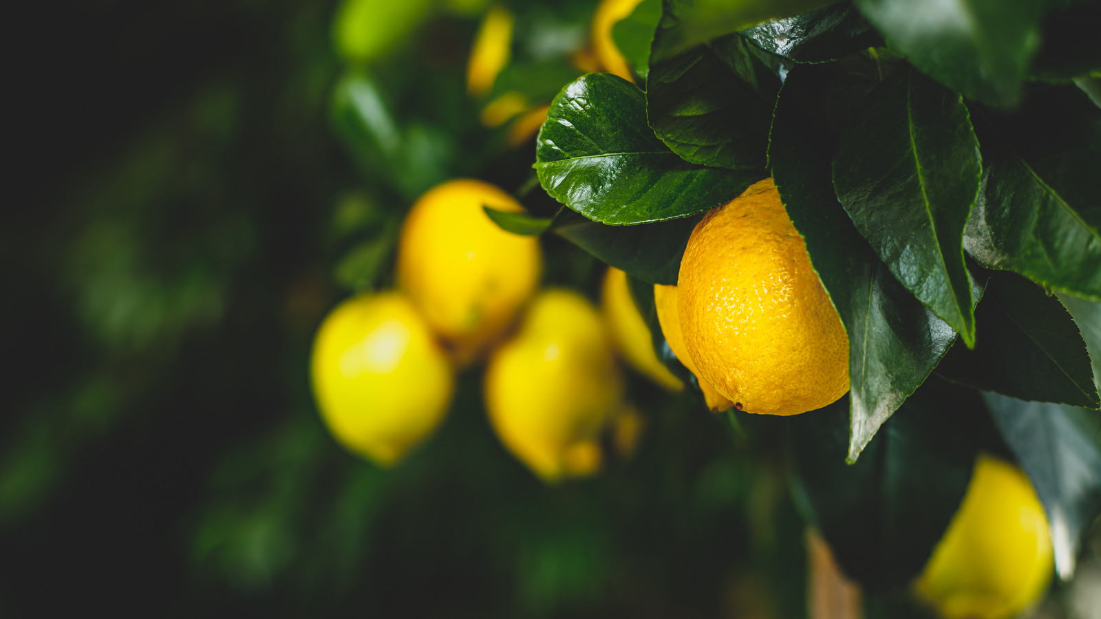 How To Grow And Care For A Meyer Lemon Tree