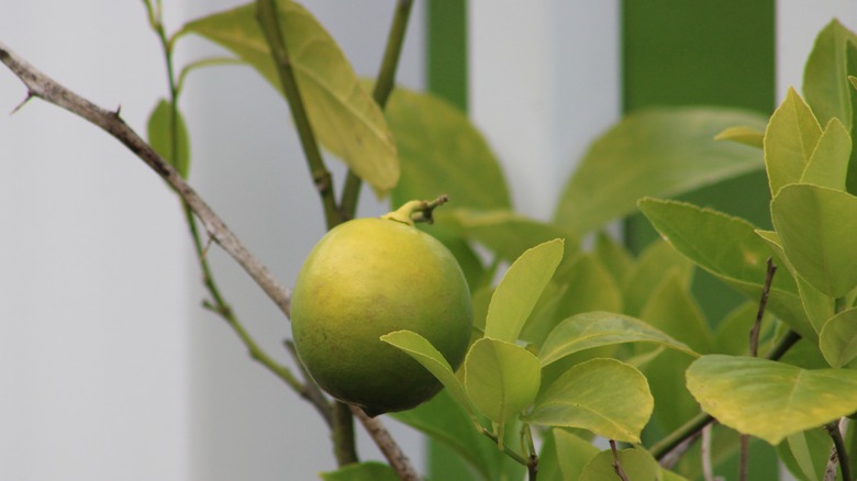 Meyer lemon on sickly tree