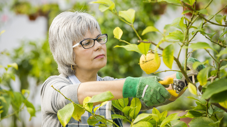 Woman pruning lemon tree