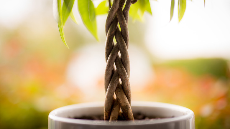 A money tree's braided trunk