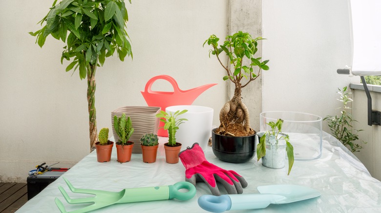 Money tree and other plants with gardening tools