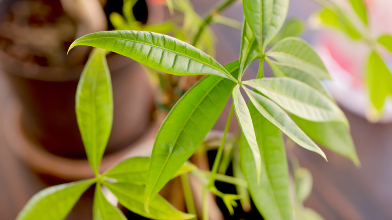 Leaves of a money tree