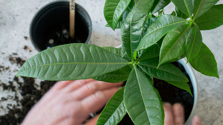 hands repotting a money tree