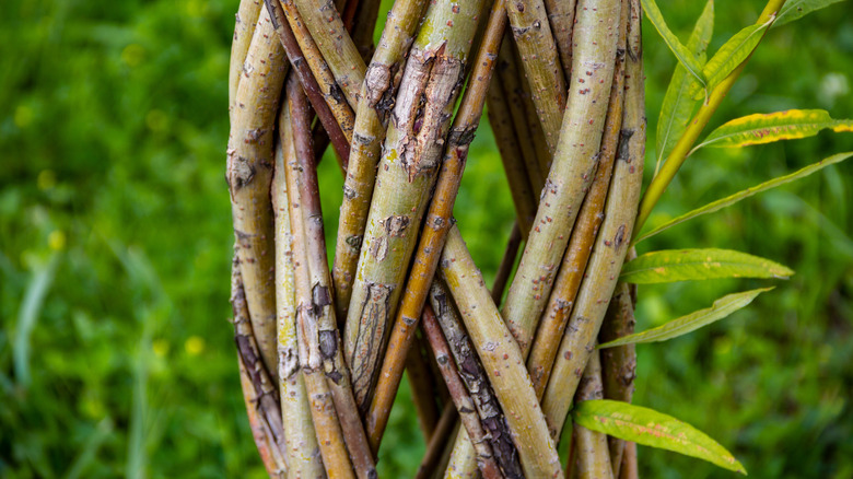 Large braided money tree