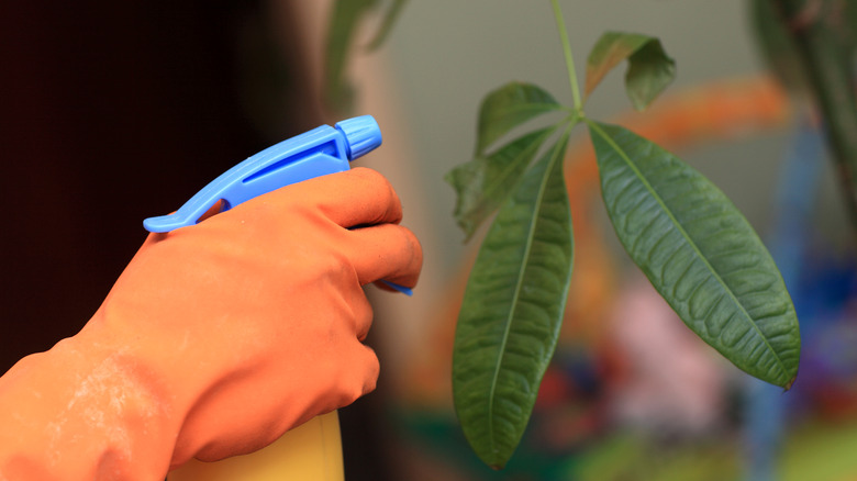 Person spraying a money tree's leaves